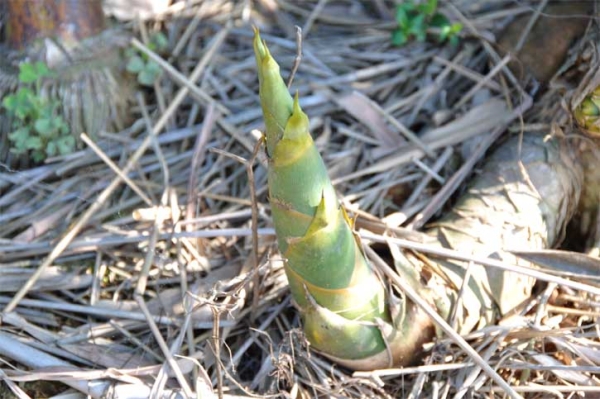 ‘বাঁশ’ খাওয়ার উপকারিতা